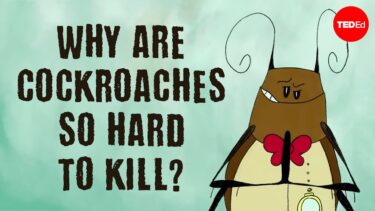 なぜゴキブリ退治は難しいのか<br>Why are cockroaches so hard to kill?